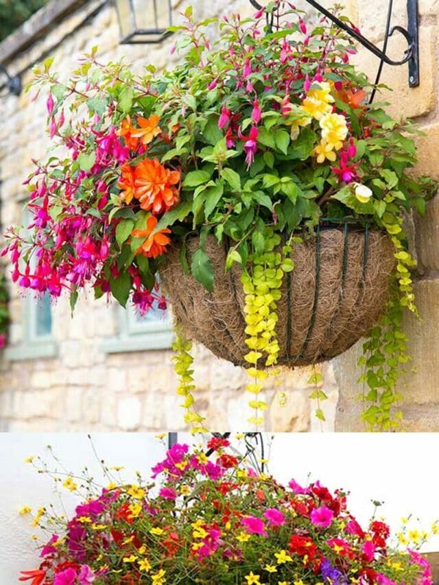 Stunning Flower Hanging Baskets You Can Plant Now