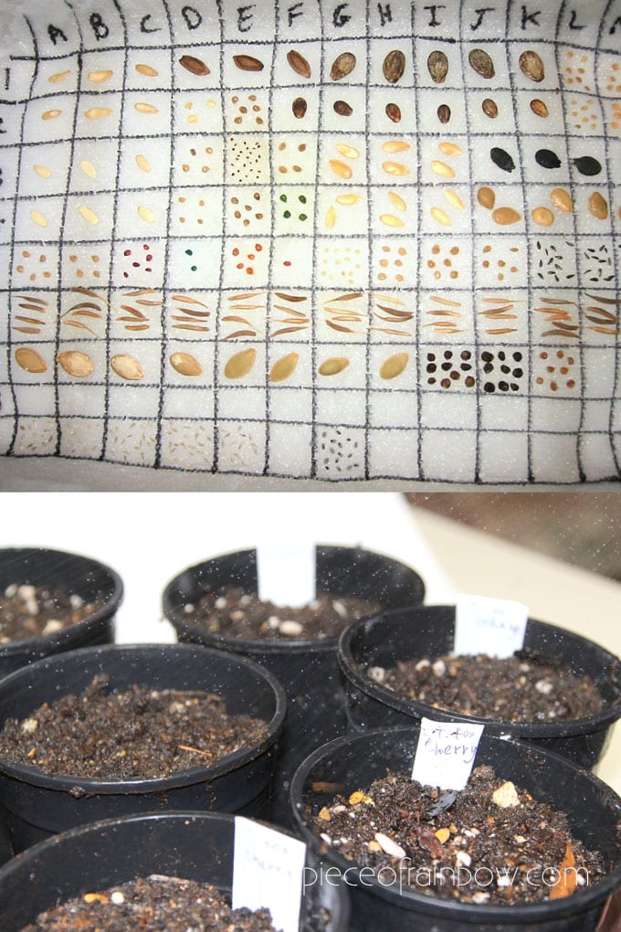 How to germinate seeds before planting in garden
