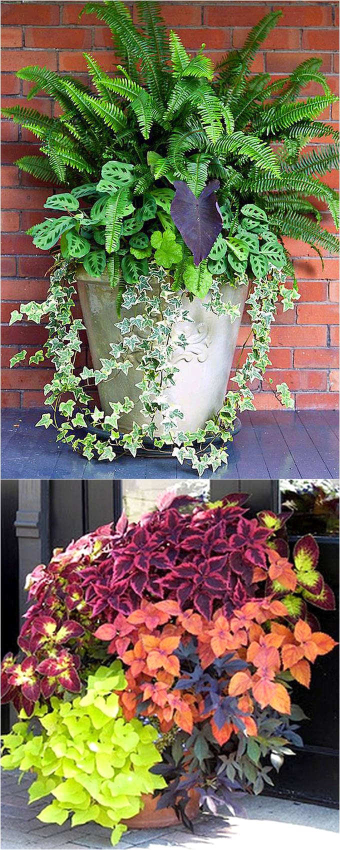 Best Shade Plants 30 Gorgeous, Best Greenery For Outdoor Pots