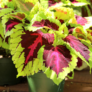 Detailed guide on how to grow healthy Coleus: sun, shade, water, and soil requirements, and how to propagate Coleus from cuttings easily in 2 ways! Plus beautiful Coleus varieties and inspirations on how to use them in a garden. - A Piece of Rainbow
