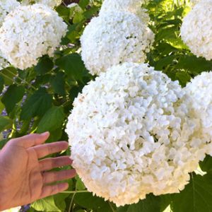Propagate Hydrangea cuttings in 2 easy steps and multiply your favorite beautiful Hydrangea plants for free! Plus a FAIL PROOF propagation secret! - A Piece of Rainbow