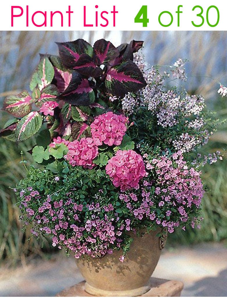 Colorful Mixed Pots Flower Gardening with 20+ Plant Lists   A ...