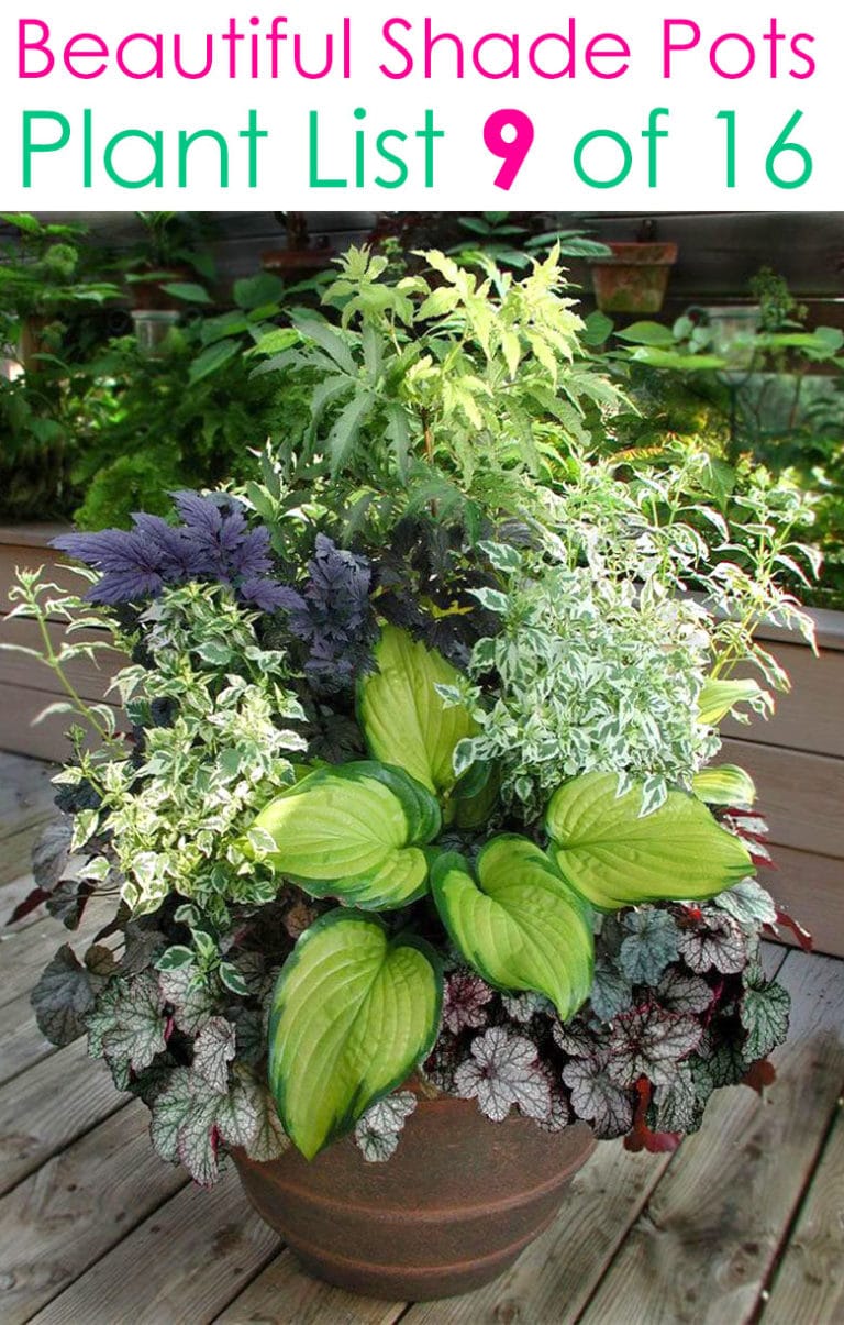 16 Colorful Shade Garden Pots & Plant Lists - A Piece Of Rainbow