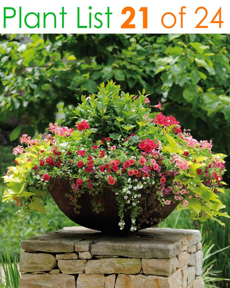 24 Stunning Container Garden Planting, Patio Plants Pots Ideas