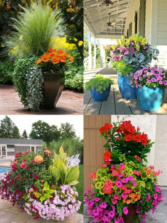 Wow Worthy Mixed Flower Pots You Can Plant This Spring!