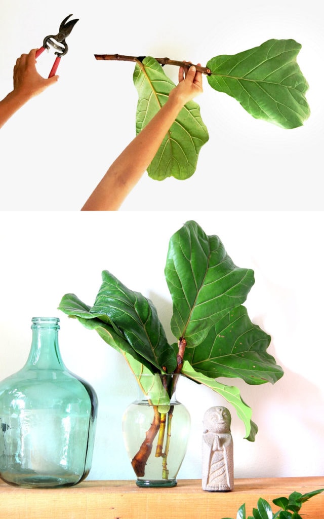 Fiddle Leaf Fig propagation using stem cuttings