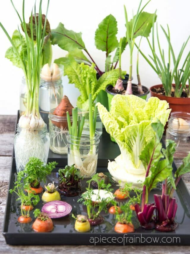 Regrow Vegetables & Herbs from Kitchen Scraps