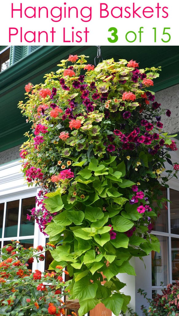 15 Beautiful Flower Hanging Baskets Best Plant Lists A Piece Of Rainbow - What To Plant In Wall Baskets
