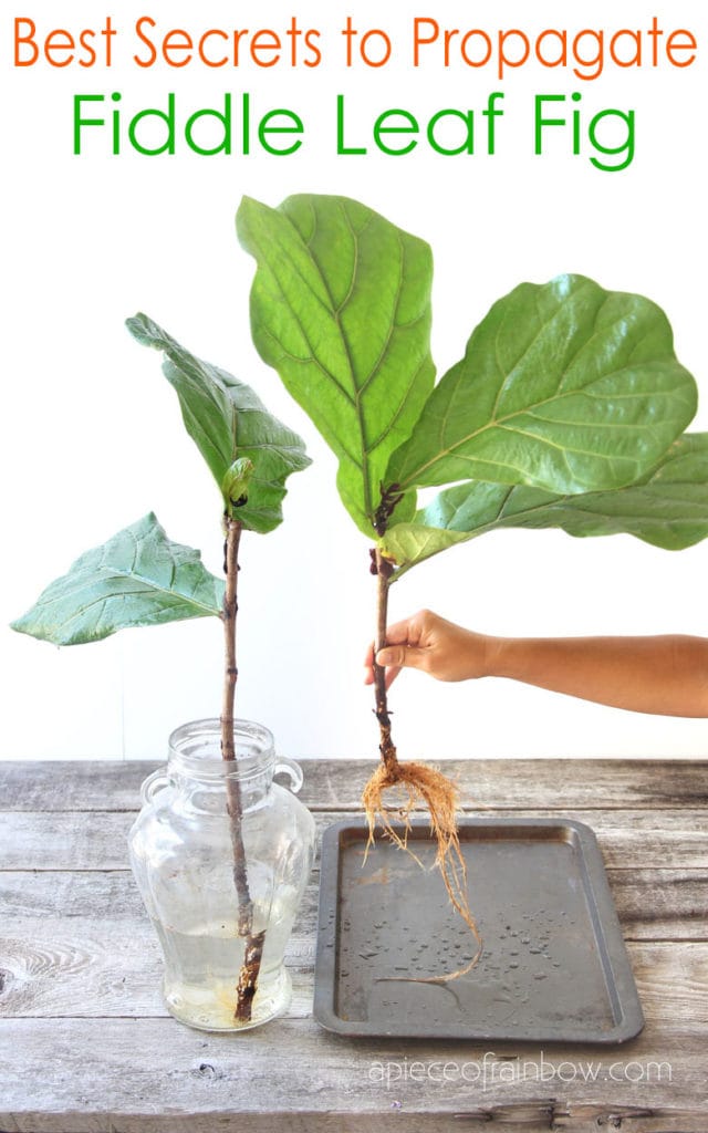 Fiddle Leaf Fig propagation in 2 easy ways with 100% success rate on all our stem cuttings! Lots of tips on how to multiply & grow FREE Fiddle Fig trees.