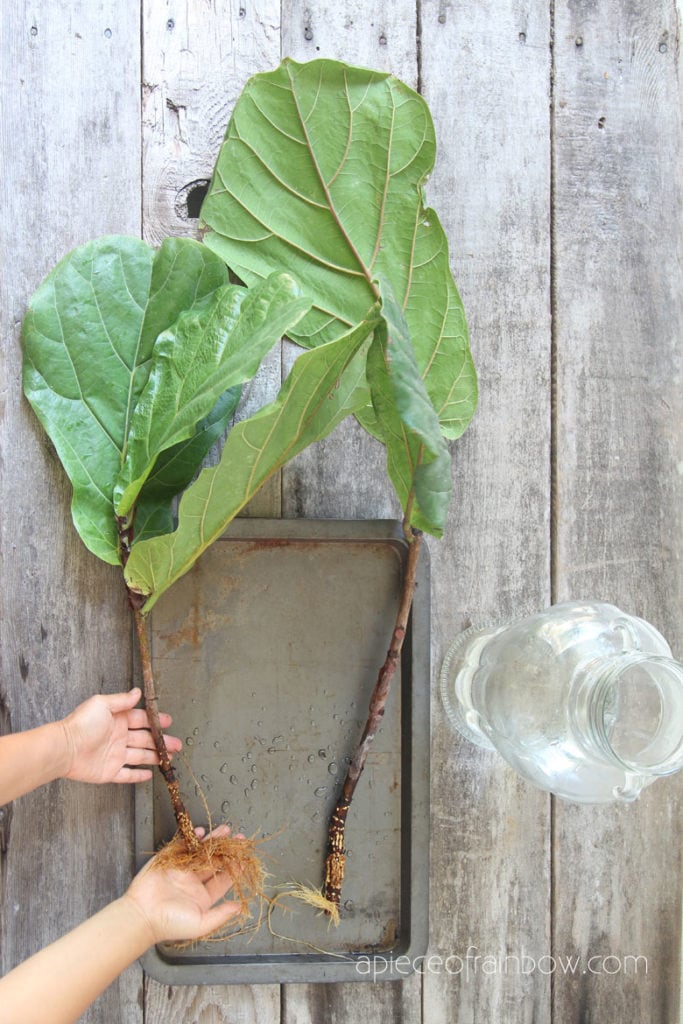 roots growing on Fiddle Leaf Fig stem cuttings