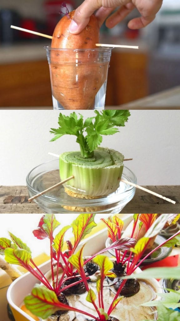 Best vegetables & herbs to regrow from kitchen scraps in water or soil. Start a windowsill garden indoors, or grow foods using grocery lettuce, beets, potatoes, onions, etc! 