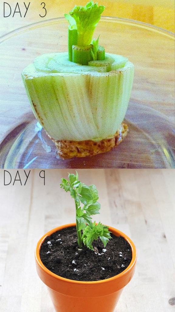 regrow celery in water and soil