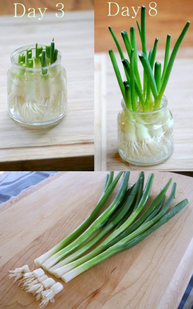 Regrow scallions and green onions from kitchen scraps in water