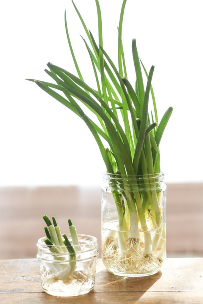 Regrow  green onions in water