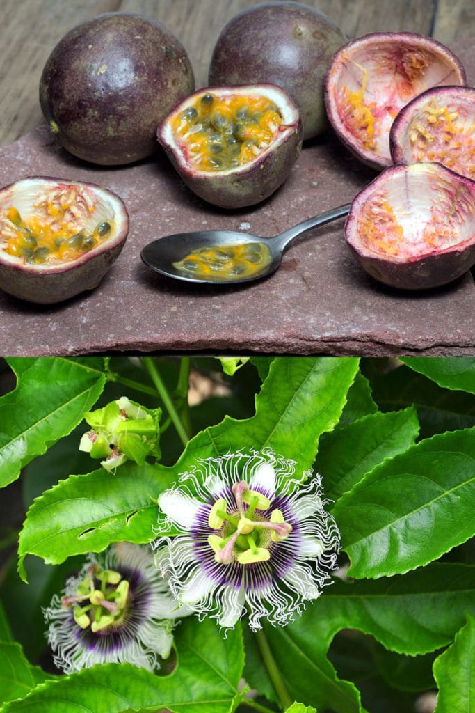 Grow passion fruit from seeds
