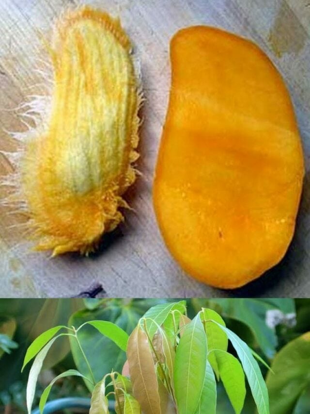 Grow a Mango Tree From Seed You Were Throwing Away