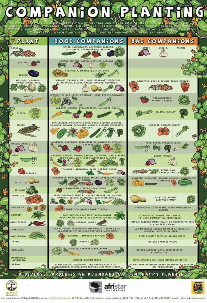 Companion Planting Square Foot Vegetable Garden Layout 