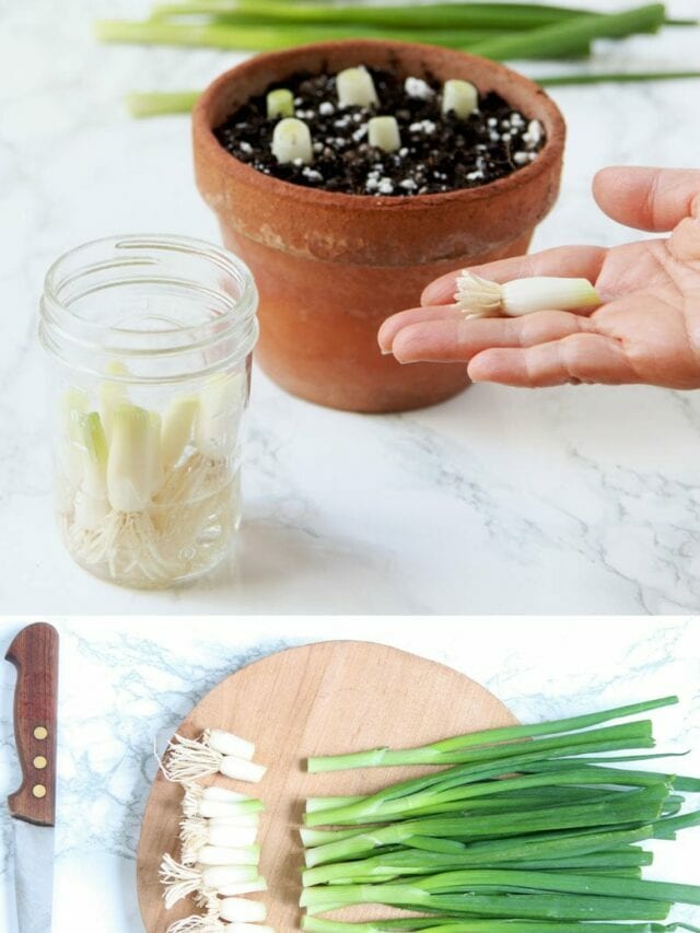 Grow Endless Free Green Onions from Kitchen Scraps