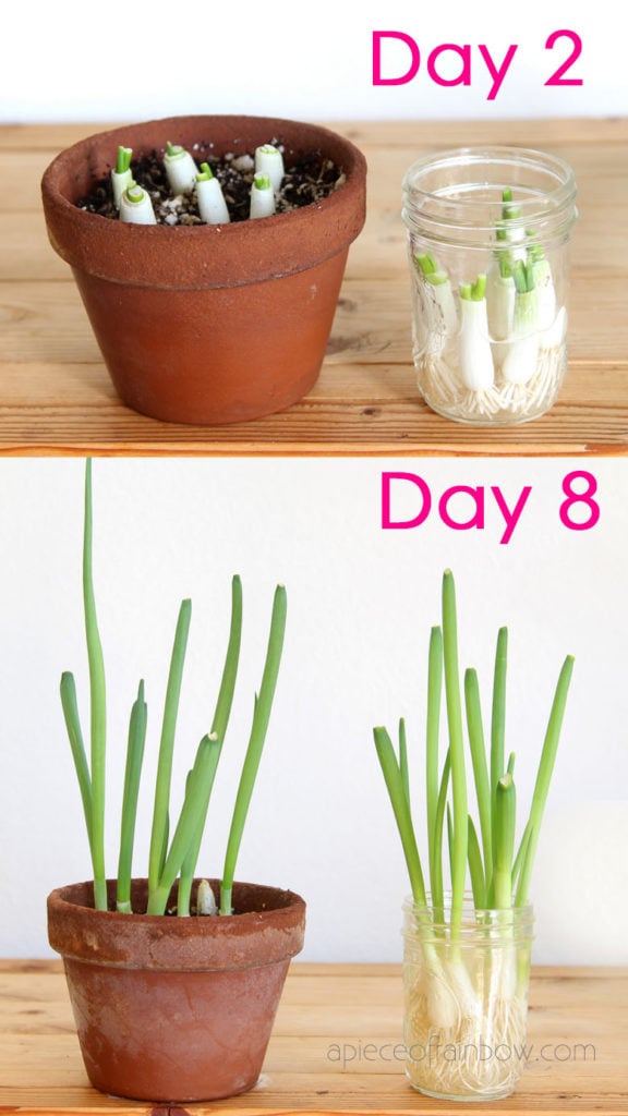 regrowing green onions, growth on day 2 and day 8
