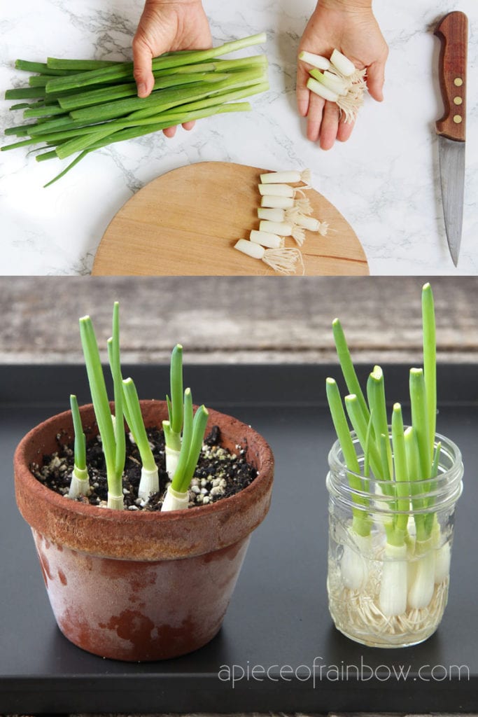 How to regrow green onions, scallions, spring onions from kitchen scraps infinitely! Two fast & easy ways to grow cuttings in water or soil indoors or outdoors for endless harvests! 