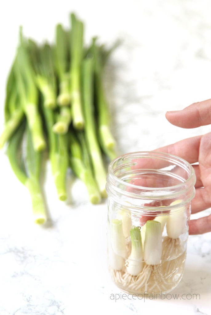 How to regrow green onions, scallions, spring onions in a jar of  water