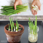 How to regrow green onions, scallions, spring onions from kitchen scraps infinitely! Two fast & easy ways to grow cuttings in water or soil indoors or outdoors for endless harvests!