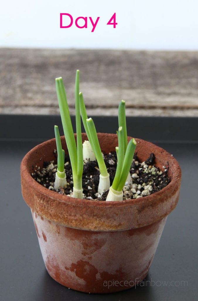 grow green onions in pot indoors 