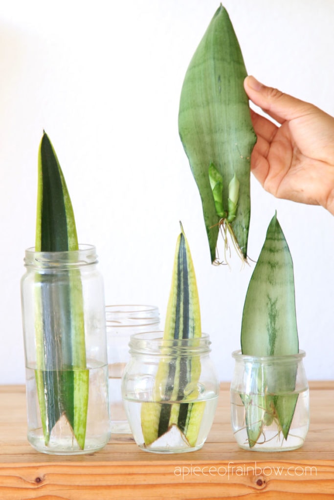 How to propagate Sansevieria ( aka Snake Plant) in water or in soil easily, by leaf cuttings or division of rhizomes. Pros & cons of 3 best rooting methods!