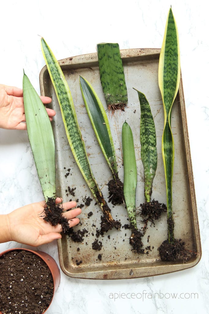 rooted Sansevieria  Snake Plant in soil 