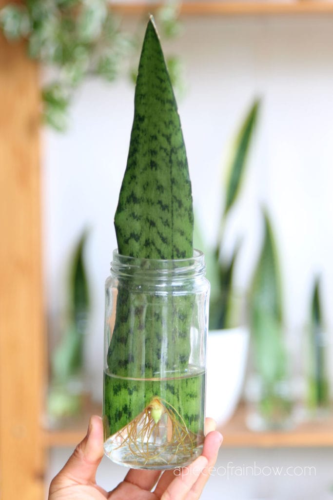 water propagation of snake plant leaf
