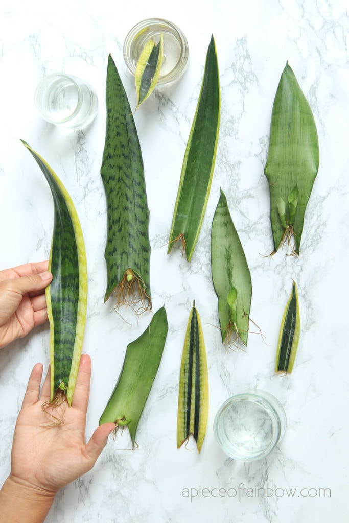 propagate Sansevieria from leaves