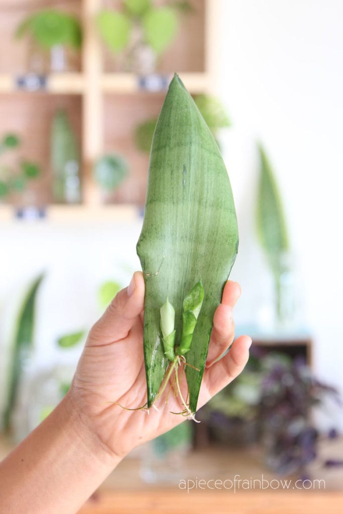 Sansevieria Snake Plant pups growing from leaf