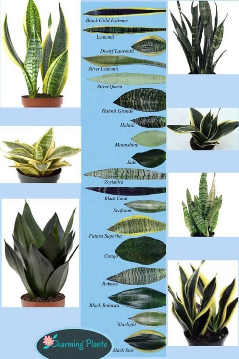 Varieties Of Snake Plants With Identification