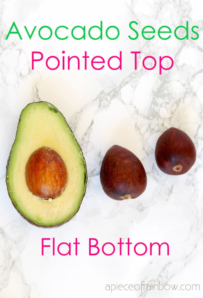 top and bottom of avocado seed