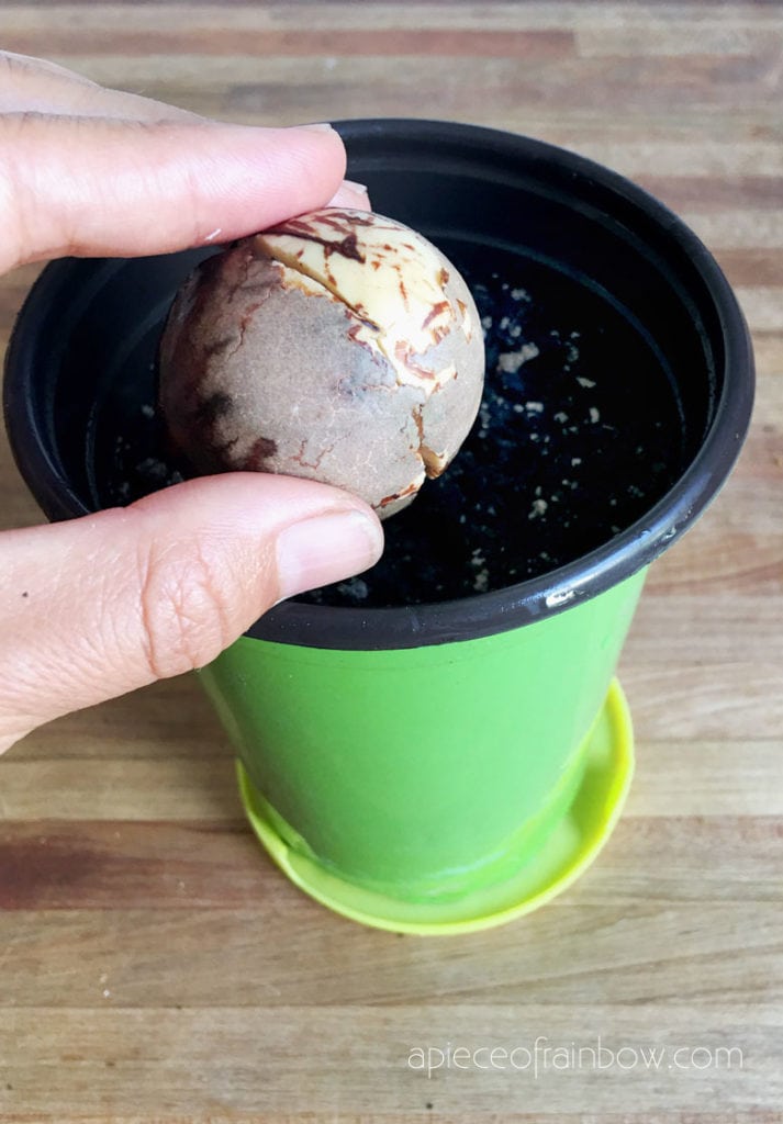 how to plant avocado seed in soil