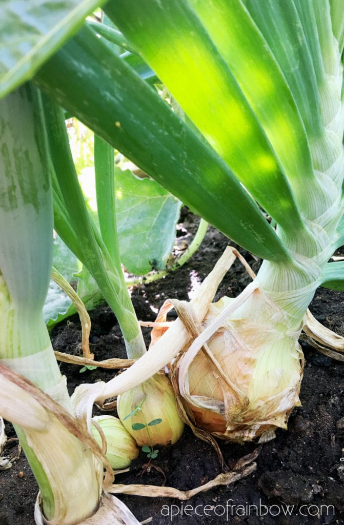 grow big onions from onion scraps in garden