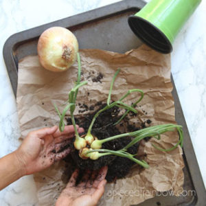 How to regrow onions from kitchen scraps for free! Grow many onions from onion bottoms in pots or garden beds easily in spring & fall season!