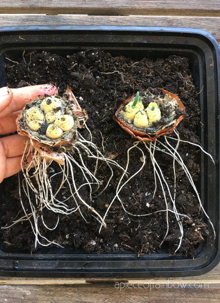 onion scraps growing healthy roots.