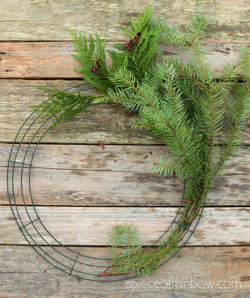 conifer evergreen branches on Christmas wreath frame 