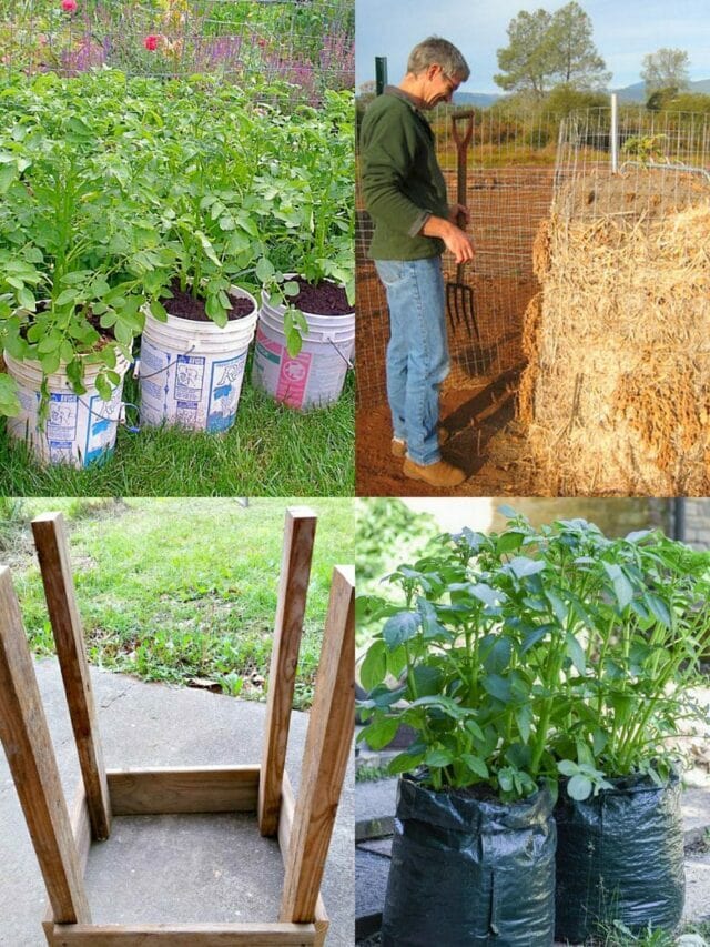 8 Pro Secrets to Grow Lots of Potatoes in Bags and Pots