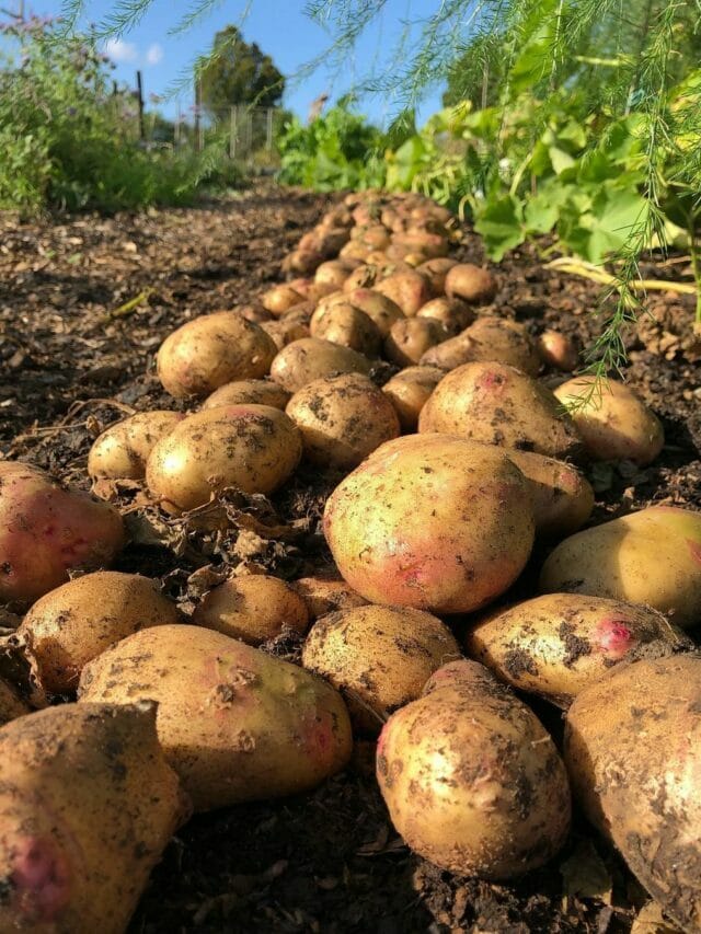 How to Grow Lots of Potatoes: Best Secrets Revealed