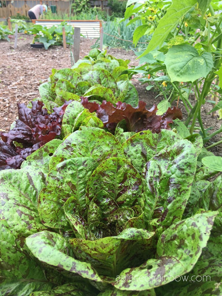 Lettuce: easiest vegetables to grow in pots