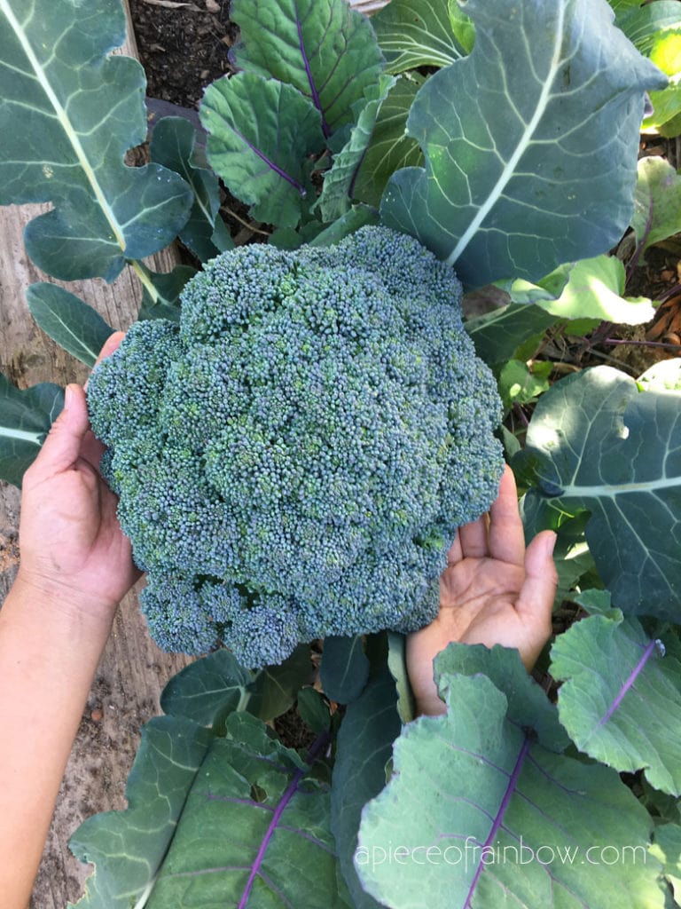 Broccoli is much easier to grow than cauliflower 