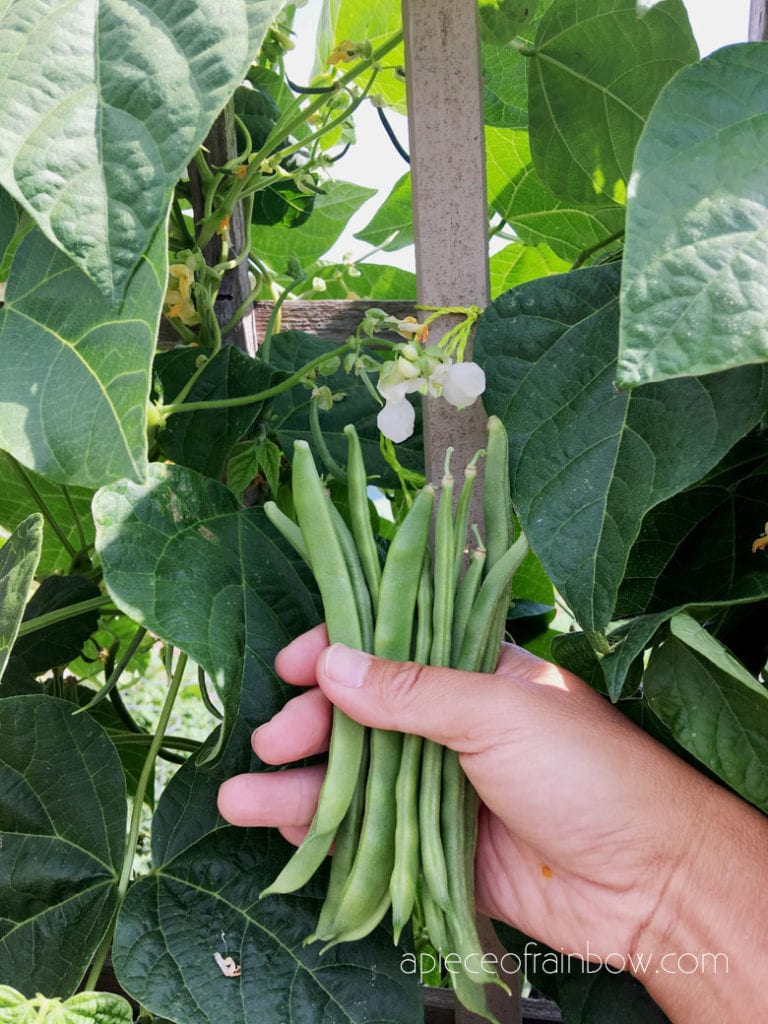 Beans are easy to grow from seeds