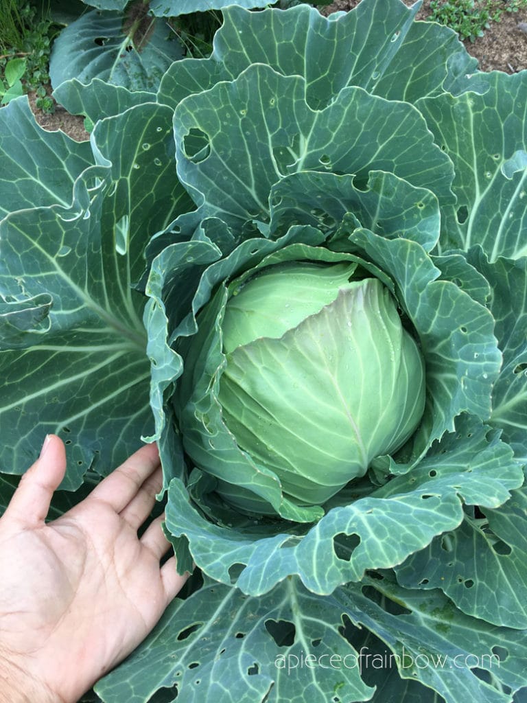 Cabbage is easy to grow and great for small gardens