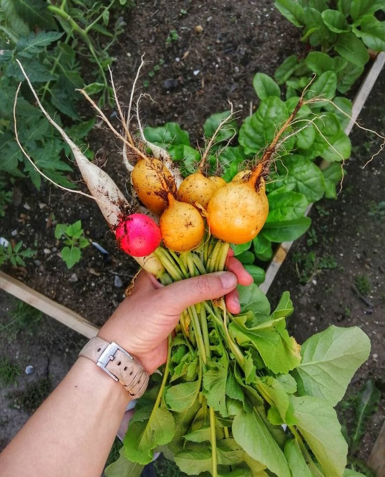 Radish: easiest vegetables to grow for a winter harvest 