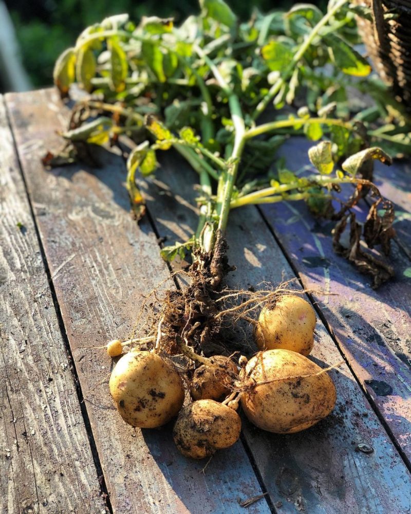 how do potatoes grow