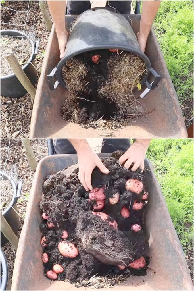 How to grow potatoes in containers and pot for big harvest