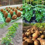 How to grow potatoes in garden soil, pots, or containers