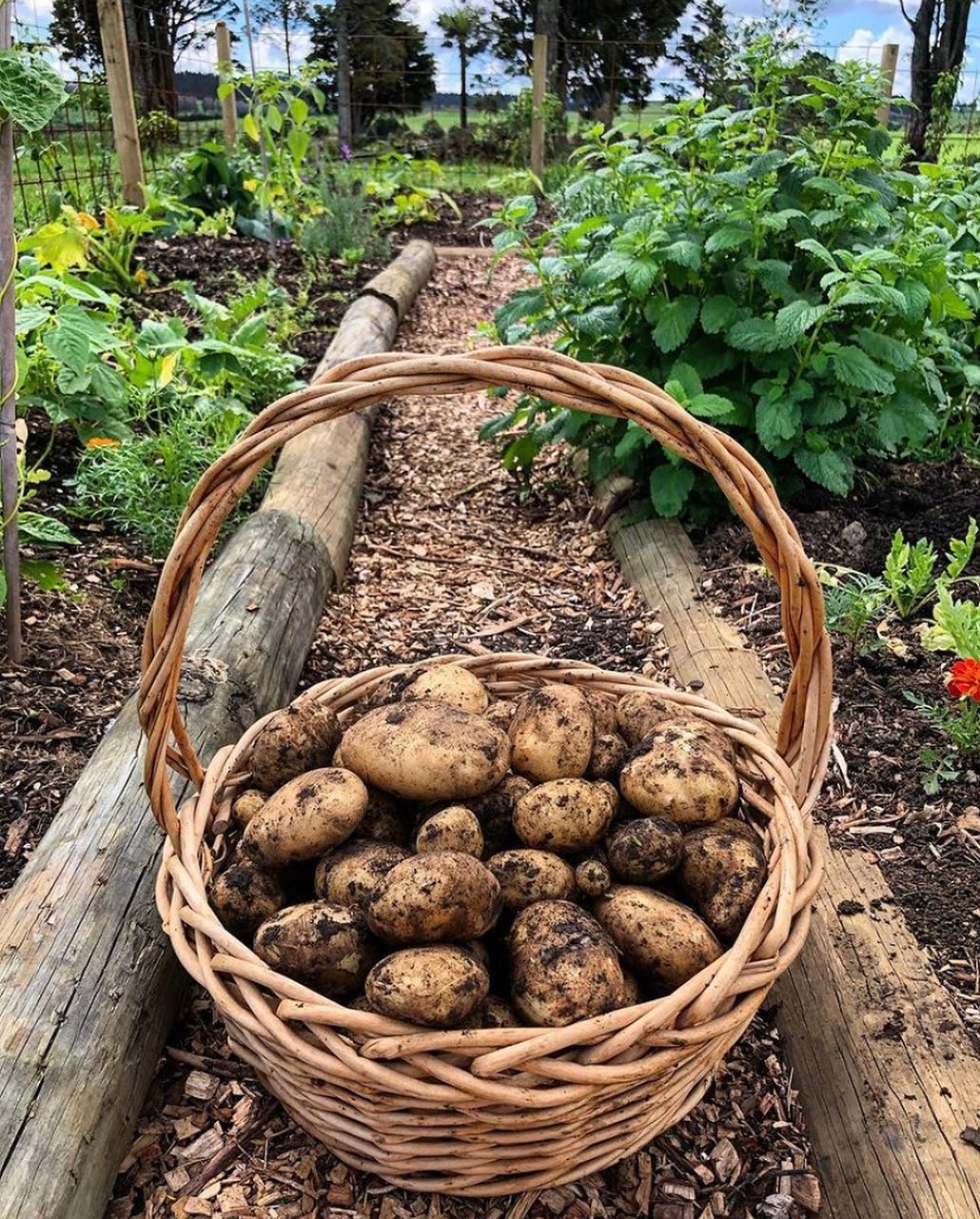 How to Grow Lots of Potatoes: Best Secrets Revealed - A Piece Of Rainbow